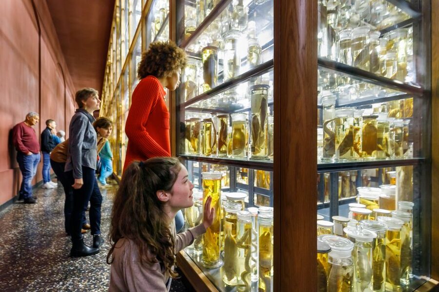 Berlin: Natural History Museum Entrance Ticket - Is the $12 ticket good value?