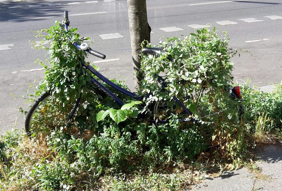 Berlin: Street Art and Alternative Tour - What the guide adds to the walk