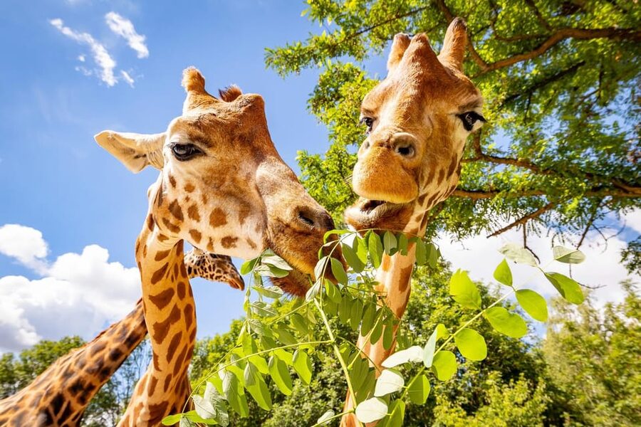 Berlin: Tickets for the Tierpark in East Berlin - Dinosaurs until fall 2025