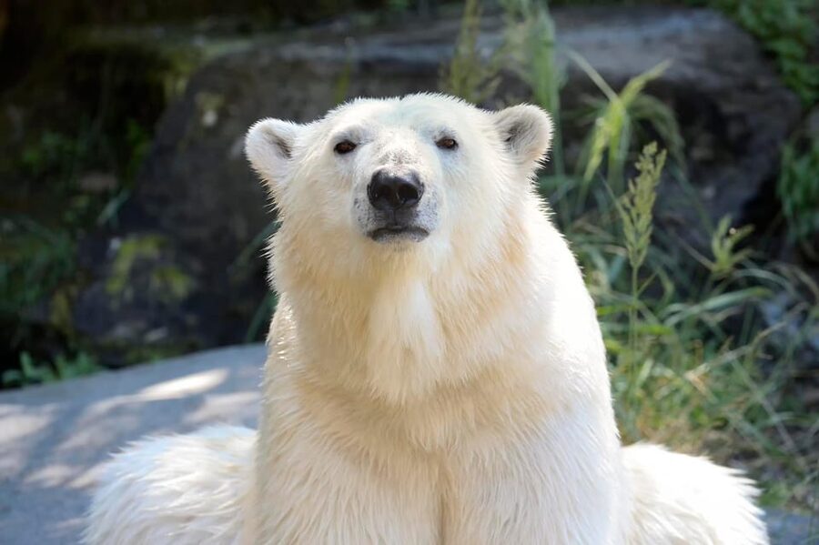 Berlin: Tickets for the Tierpark in East Berlin - Choosing the right entrance from Berlin
